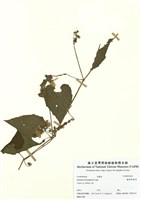 藏品(變葉馬佼兒)的圖片